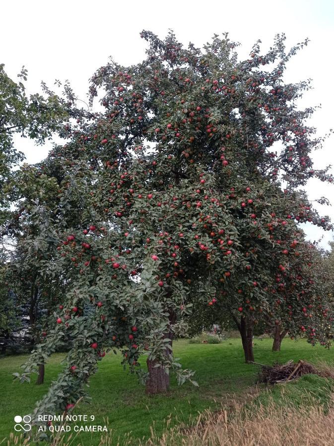 Roze I Jablonie Agroturystyka Gryfow Slaski Exterior photo